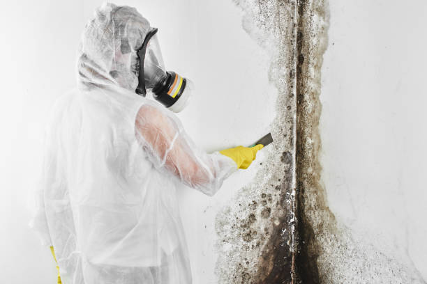 Best Crawl Space Mold Remediation in Deforest, WI