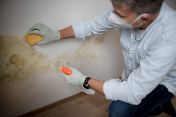 Best Residential Mold Remediation in Deforest, WI