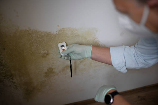 Best Health and Safety Mold Remediation in Deforest, WI
