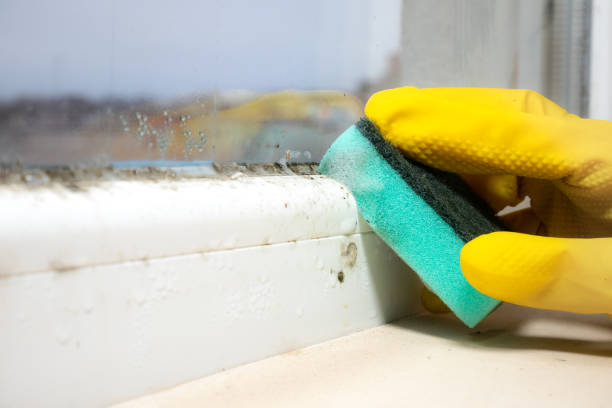 Best Commercial Mold Remediation in Deforest, WI