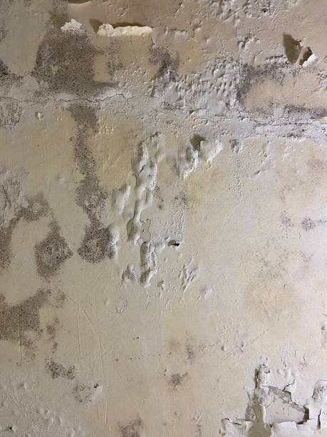 Best Localized Mold Remediation (e.g., coastal areas, humid climates) in Deforest, WI