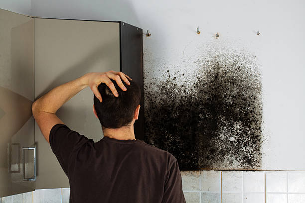 Professional Mold Remediation in Deforest, WI