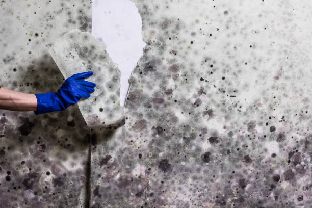 Best Preventive Mold Services in Deforest, WI