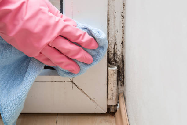 Best Residential Mold Remediation in Deforest, WI